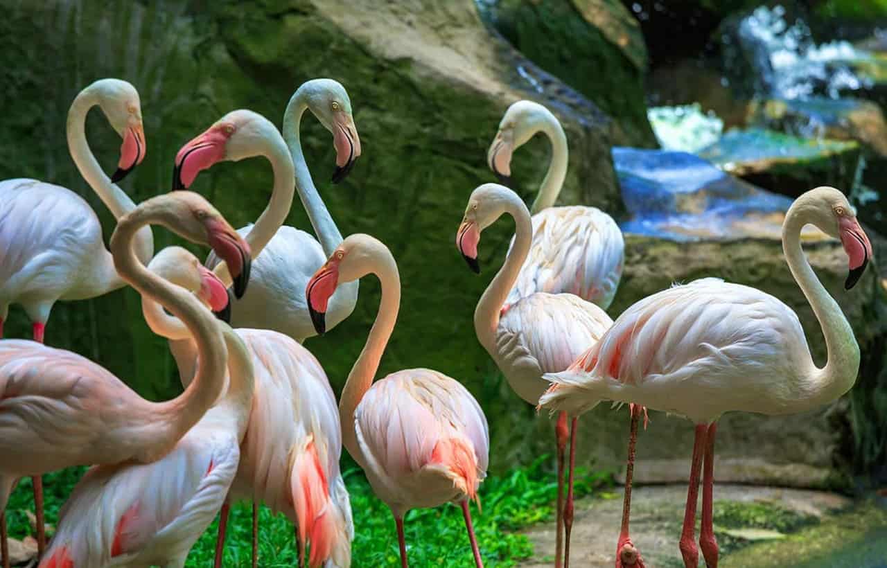 دليل السياحة في كوالالمبور - Sky Life Holidays - سكاي لايف للعطلات حديقة الطيور في كوالالمبور